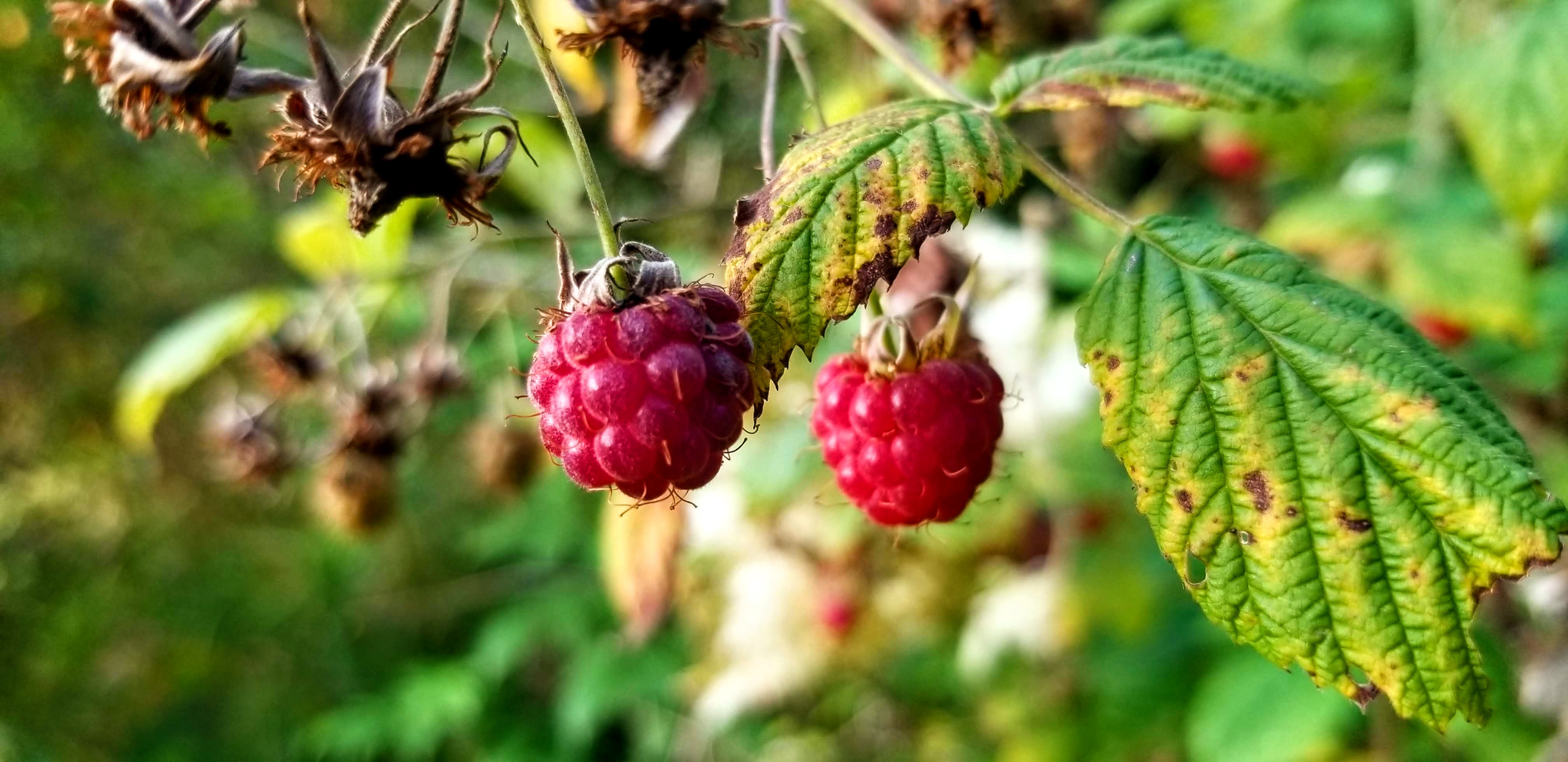 A closeup of ripe raspberries on the bush.