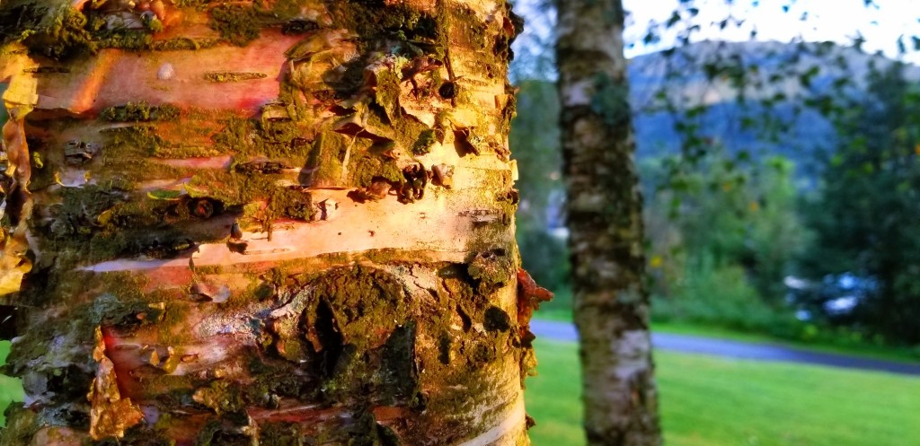 Close-up of a birch tree against the background of mountains and woodland.