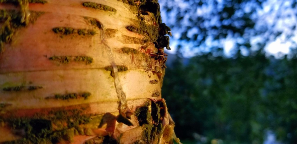 Close-up of a birch tree at sunset.